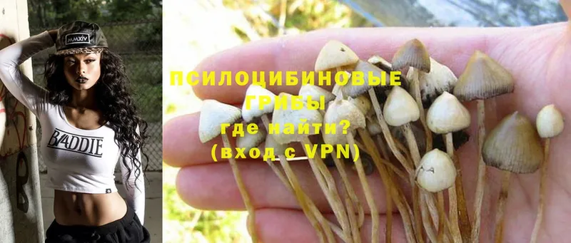 Псилоцибиновые грибы Psilocybine cubensis  Нягань 